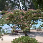 Kallisterra 假日公园